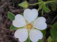 Potentilla Montana (fam. Rosacees) (Pyrenees) (02) (Photo F. Mrugala)